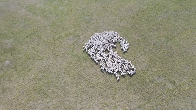 内蒙古锡林格勒盟乌拉盖大草原航拍羊群视频素材