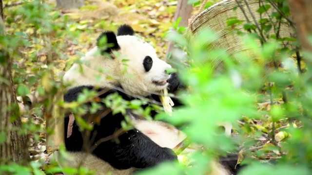 中国四川省熊猫基地的熊猫视频素材