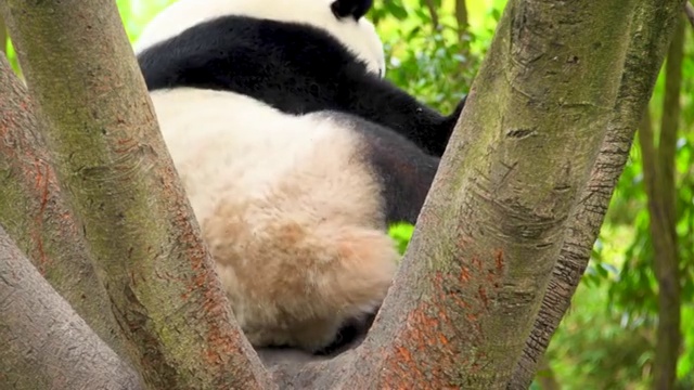 中国四川省熊猫基地的熊猫视频素材