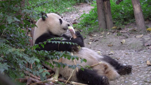 吃竹子的大熊猫全景视频素材