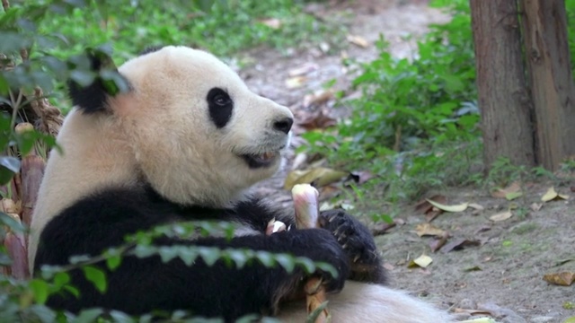 吃竹子的大熊猫中景视频素材