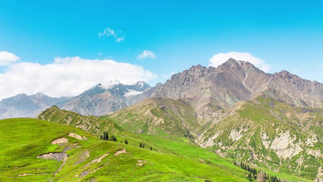 夏季，新疆阿克苏托木尔峰自然保护区的蓝色野花在雪峰下随风摆动视频素材