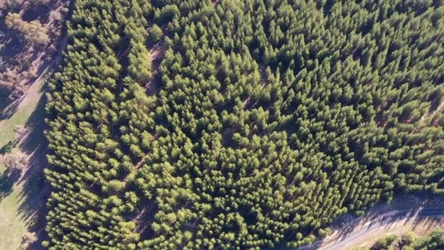 航拍澳大利亚国家公园森林公路视频素材