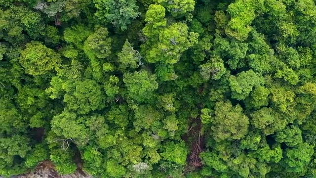 兰卡威热带雨林海滩风景视频素材