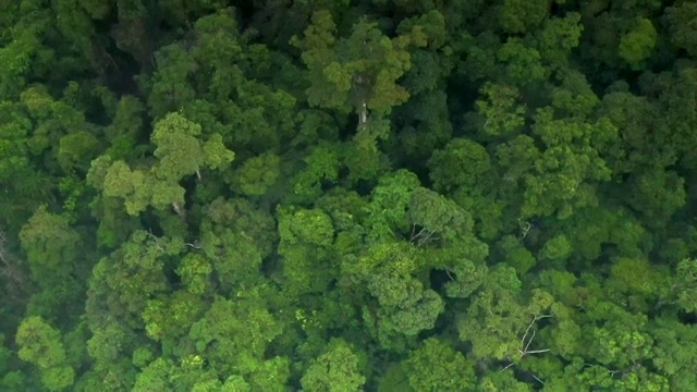 兰卡威热带雨林海滩风景视频素材