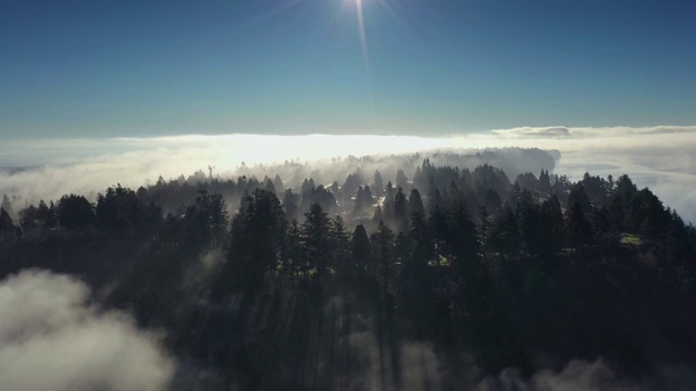 雾气中的森林视频素材