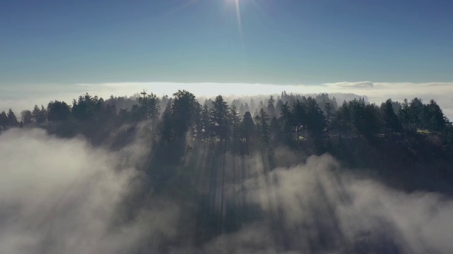 雾气中的森林视频素材