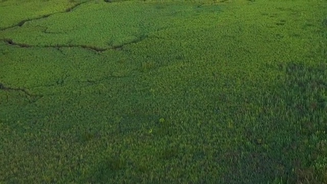 加拿大太平洋湿地生态环境视频素材