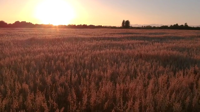 加拿大麦浪秋天视频素材