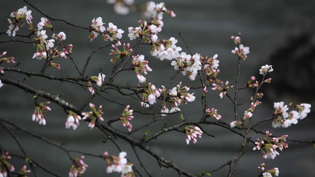雨中的樱花视频素材