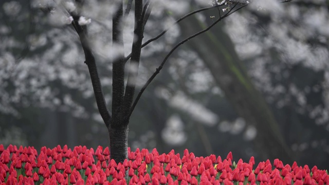 雨中的樱花视频素材