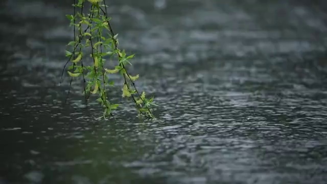 水边的柳树视频素材