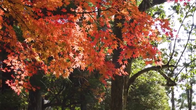 奈良公园秋色视频素材