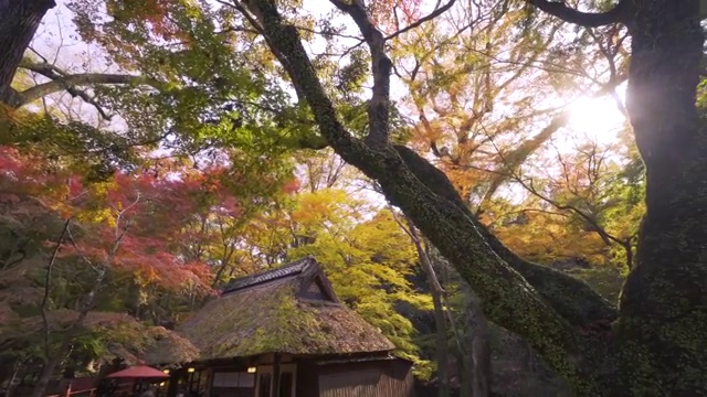 奈良公园秋色视频素材