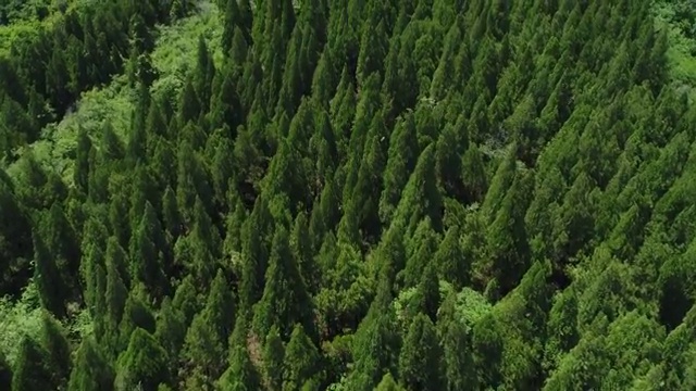 航拍近景森林树林4K视频购买