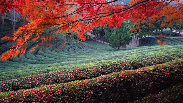 韩国全南道省，波城，大汉大元茶园，秋天的绿茶田视频素材