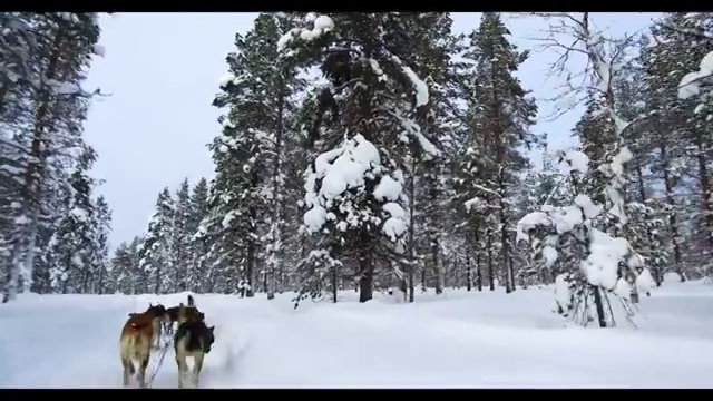 坐着狗拉雪橇穿越林海雪地视频素材