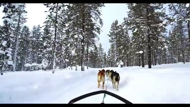 坐着狗拉雪橇穿越林海雪地视频素材