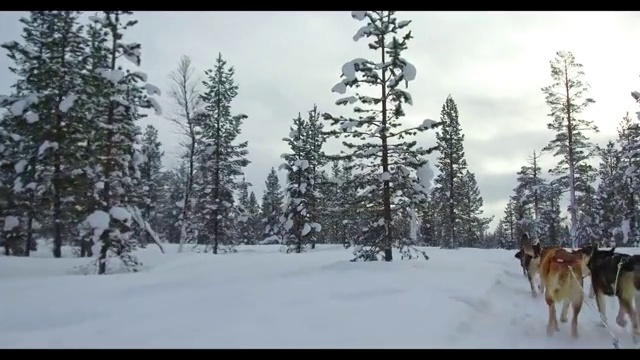 乘坐狗拉雪橇穿越林海雪原视频素材