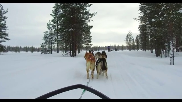 乘坐狗拉雪橇穿越林海雪原视频素材