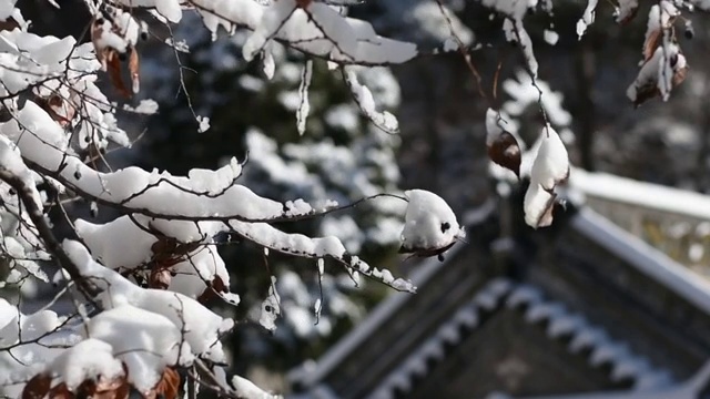 枝头上的雪视频素材