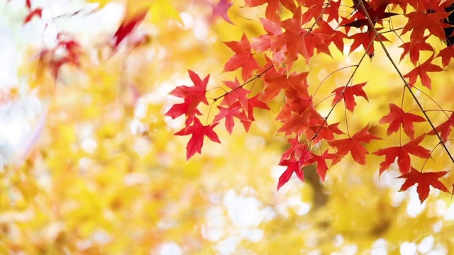 秋季，在朦胧的淡黄色背景里，沐浴在阳光里的红色枫叶随风摆动视频下载
