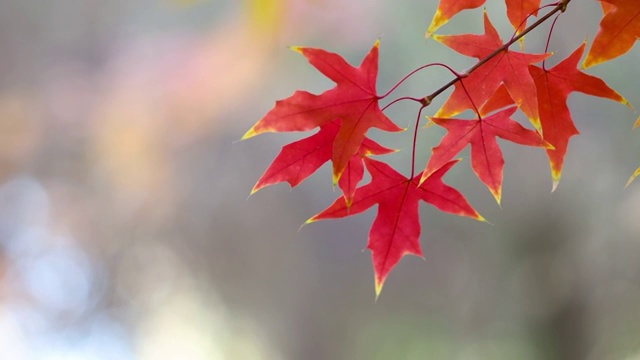秋季，在朦胧的暗灰色背景里，沐浴在阳光里的红色枫叶随风摆动视频素材