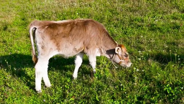 夏季的清晨，新疆天山深处的牧场里，一头牛犊正在吃草视频素材