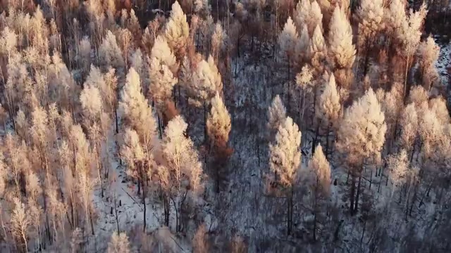 东北冬季小兴安岭伊春红星林业局库尔滨河雾凇视频素材
