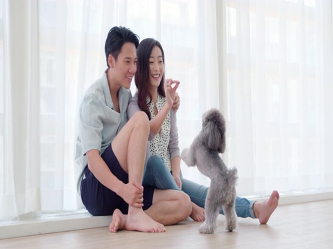 快乐年轻情侣在家和狗玩耍视频素材