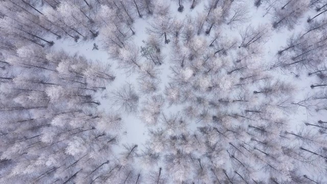 落叶松林的雾凇航拍视频下载