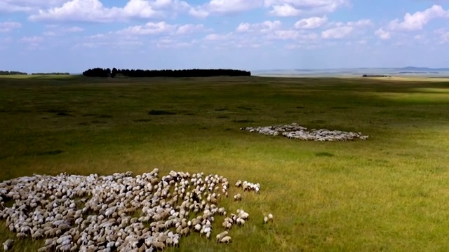 航拍呼伦贝尔草原的羊群4k视频视频素材