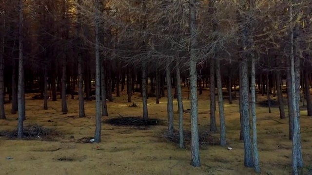 航拍新疆森林4k视频视频素材