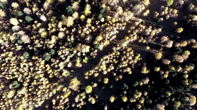 航拍新疆森林风光4k视频视频素材
