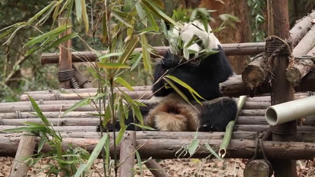 公园里的熊猫视频素材