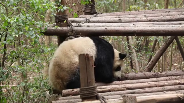 公园里的熊猫视频素材