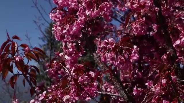 冬樱花近景视频素材