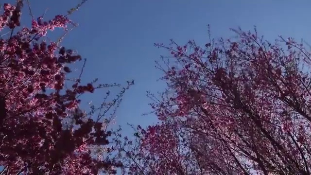 冬樱花树一角视频素材