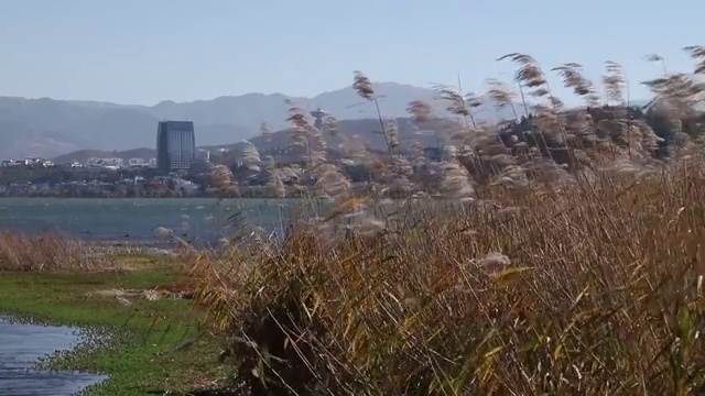 洱海边的芦苇视频素材