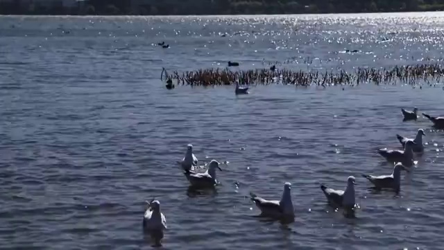 洱海海鸥视频素材