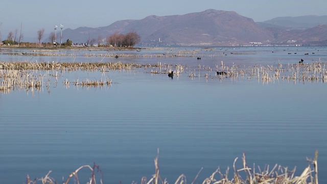 洱海里的野生鸭子视频素材