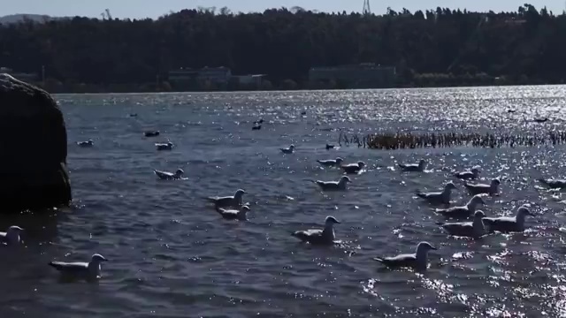 洱海中西伯利亚海鸥视频素材