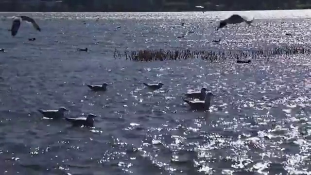 海鸥飞翔视频素材