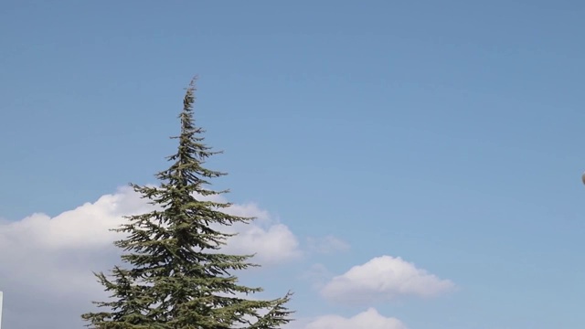 松树顶端的白云流动视频素材