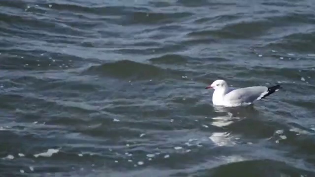 大浪里漂浮的海鸥视频素材
