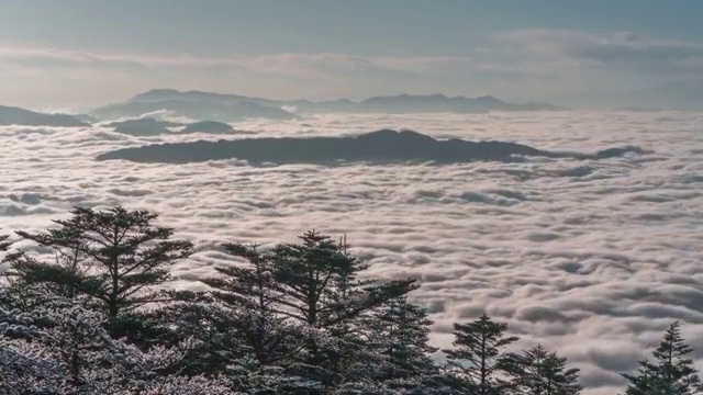冬季高原山顶雪松云海日照光影变幻延时摄影视频视频素材