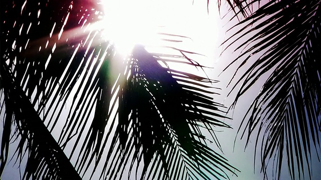 棕榈树(HD 1080)视频素材