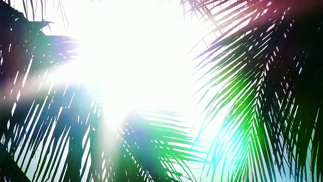 棕榈树(HD 1080)视频素材