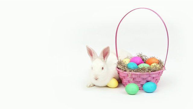 复活节兔子视频素材