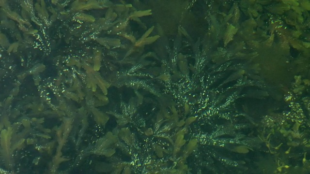 海藻折射视频下载